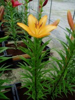 [1685 SunCity DJ No02.JPG]